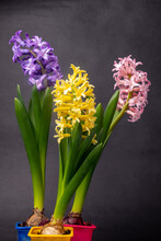 Bouquet Of Hyacinths On A Black Background