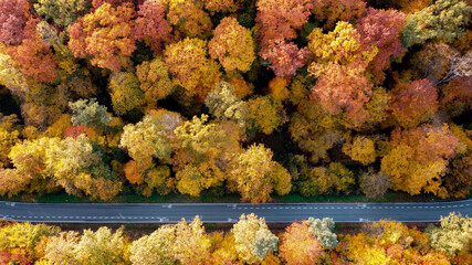 Sticker - Aerial shot of a road through the autumn forest