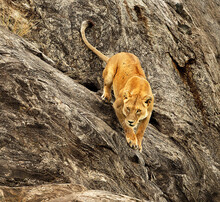 Ready To Attack Lioness Climbing Down From The Rocks