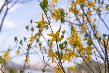 Canvas Print - Close-up of forsythia flowers in full bloom under the blue sky