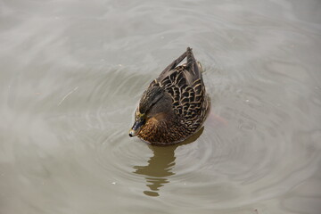 duck swimming in the water