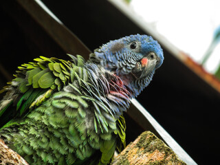 portrait of a parrot