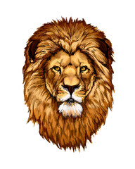 Wall Mural - lion head portrait from a splash of watercolor, colored drawing, realistic. vector illustration of p