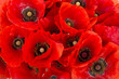 red poppies flower background. closeup photo