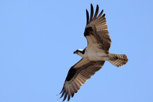 Osprey (fish Hawk) Flying High Above Nest With Mate, Fixing Nest, Fishing Or Mating On Beautiful Early Spring Day Against Bright Blue Sky