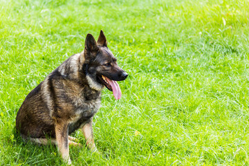 Wall Mural - Shepherd dog sitting in a green meadow with a tongue sticking out of the mouth