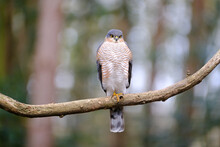 Selective Focus Shot Of A Sparrowhawk Perched On A Branch