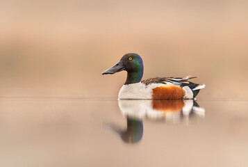 Wall Mural - northern shoveler bird ( spatula clypeata )