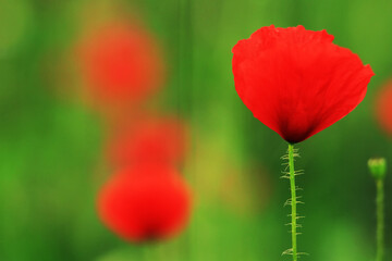 Wall Mural - Poppies on a meadow in summer