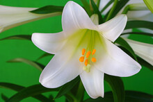 Fragrant White And Yellow Trumpet Flowers Of Easter Lily Flowers (lilium Longiflorum) In The Spring