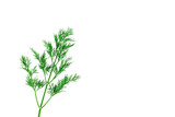 Fototapeta Sypialnia - Close up of a sprig of fresh green dill on a white background