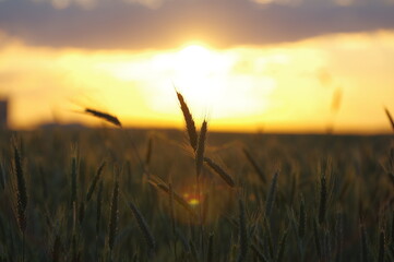 Сlose-up of wheat ears. Evening sunset over wheat field 