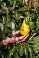 Wall Mural - Hand holding many ripe pears hanging on a branch in a sunny garden