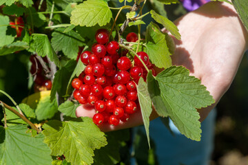 Wall Mural - Big tasty ripe red currant branch in the green sunny garden