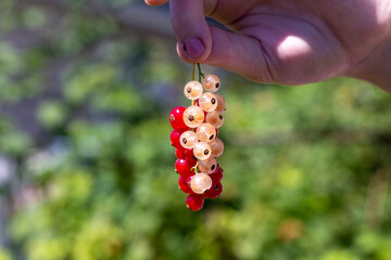 Wall Mural - Girl holding a sprig of ripe and tasty red and white currant fresh from the garden