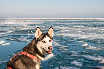  Adorable Siberian Husky dog posing in front of an icy lake in winter.