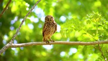 Owl On A Branch