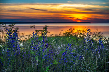 Wall Mural - Blueweed wildflowers with ocean sunset background