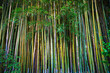 Lanscape of bamboo tree in tropical rainforest