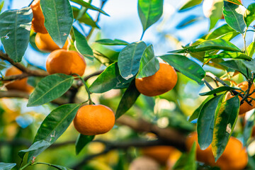 Oranges branch with green leaves on tree