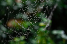 Spider Web With Dew Drops