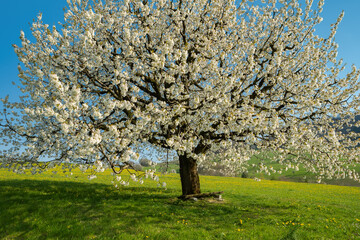 Blooming cherry tree in early spring on meadow on a background of blue sky. Bright spring day