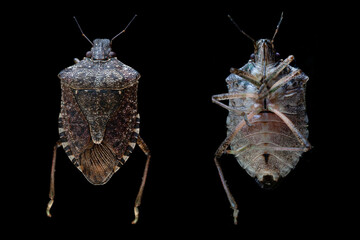 Brown marmorated stink bug