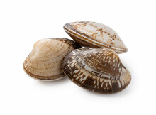 Asari Clams On A White Background