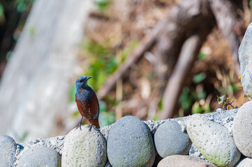 blue rock thrush bird on a rock