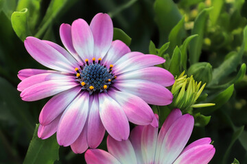 Closeup of two pink and white African Daisies