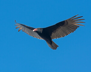 Wall Mural - Turkey Vulture in flight