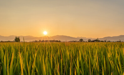 Wall Mural - Beautiful green rice field and sky background at sunset time.