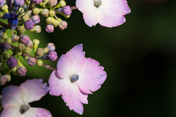 close up of a flower