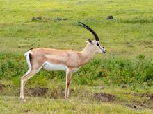 Ngorongoro Crater, Tanzania, Africa - March 1, 2020: Grant's Gazelle Resting On Savannah
