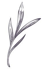 Wall Mural - Lavender leaves, twig or branch monochrome sketch