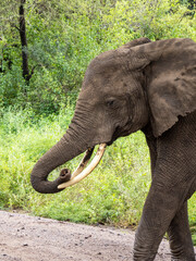 Lake Manyara, Tanzania, Africa - March 2, 2020: African elephants moving along the bush