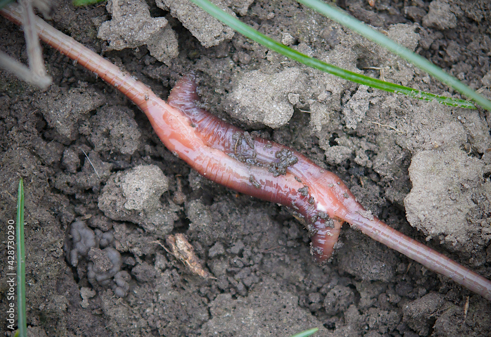 Mating of earthworms Lumbricus terrestris Stock Photo | Adobe Stock