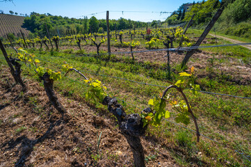 Wall Mural - New bug and leaves sprouting at the beginning of spring on a trellised vine growing in bordeaux vineyard. High quality photo