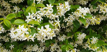 A Bush Of White Flowers Trachelospermum Or Jasmine. Panorama.