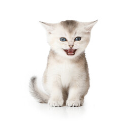 Wall Mural - Scottish kitten meows sitting against white background