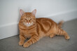 Cute funny red tabby cat at home. Adorable young pet.