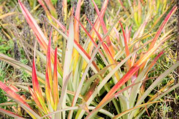 Wall Mural - Pineapple leaves on plantation.