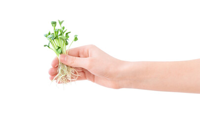 Green small seedlings in the hand isolated on the white background      