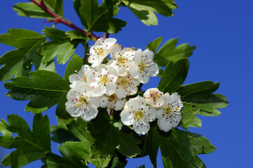 Canvas Print - Medicinal plants: hawthorn flowers (Crataegus monogyna)