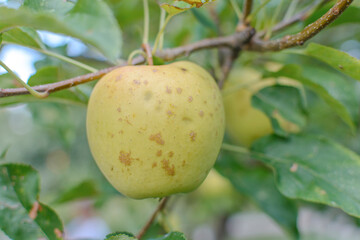 Wall Mural - One fresh young yellow apple on a branch ready to be harvested, outdoors