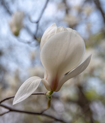 Magnolia Flowers. Magnolia is a genus of flowering plants of the Magnolia family, containing about 240 species.