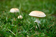 Selective focus shot of deadly poisonous white mushrooms (Amanita phalloides) growing in a forest
