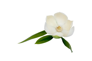 Wall Mural - White magnolia flower (Magnolia grandiflora) on isolated white background. Called Evergreen Magnolia, Bull Bay, Bull Bay Magnolia, Laurel Magnolia and Loblolly Magnolia, with clipping path.