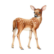 Young Forest Deer. Beautiful Fawn Image. Watercolor Bambi Illustration. Wild Young Deer Animal With White Back Spots. Forest And Park Wildlife Animal. Cute Fawn On White Background