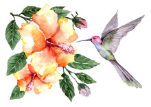   Composition Of Flying Bird Hummingbird With Tropical Flowers And Hibiscus Buds On Branches With Green Leaves. Watercolor On A White Background For Cards, Backgrounds, Textiles, Prints, Wallpapers.